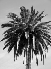 Die Kanareninsel Teneriffa