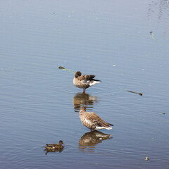 Ducks in the Krickenbecker Lakes, Narure Reserve, Germany