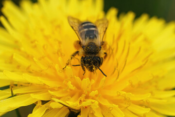 Closeup of the female of the Yellow-legged Mining Bee, Andrena flavipes in a dandelion, Taraxacum officinale flower