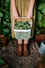 Unrecognizable caucasian girl wearing khaki skirt and wellington boots standing in greenhouse between wooden beds and holding basket of fresh green cucumbers. Eco organic gardening, harvest season
