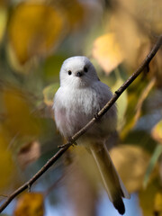 Long-tailed Tit sitting on a twig, Aegithalos caudatus, bird with white feathers and black tail, small European bird, fast and agile, looks like a small white ball