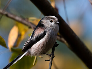Obraz premium Long-tailed Tit sitting on a twig, Aegithalos caudatus, bird with white feathers and black tail, small European bird, fast and agile, looks like a small white ball