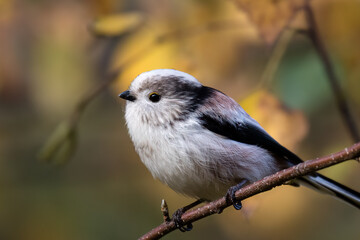 Fototapeta premium Long-tailed Tit sitting on a twig, Aegithalos caudatus, bird with white feathers and black tail, small European bird, fast and agile, looks like a small white ball