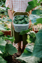 Unrecognizable caucasian girl wearing khaki skirt and plaid shirt standing in greenhouse between wooden beds and holding basket of fresh green cucumbers. Eco organic gardening, harvest season