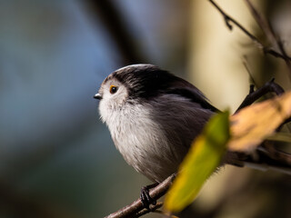 Long-tailed Tit sitting on a twig, Aegithalos caudatus, bird with white feathers and black tail, small European bird, fast and agile, looks like a small white ball