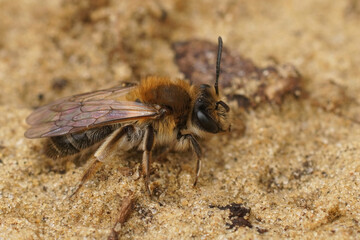 Closeup on a fresh emerged femalesandpit mining bee, Andrena barbilabris sitting in the sand