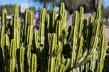 A beautiful green cactus in an Arizona city street © Richard Nantais