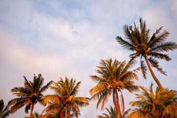 Fototapeta na wymiar Palm Trees reflecting orange and yellow sunset