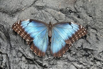 Obraz na płótnie Canvas Peleides Blue Morpho - Morpho peleides - tropical butterfly sitting on dark tree bark. High quality photo