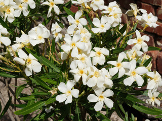 (Nerium oleander) Oleander oder Rosenlorbeer. weiß blumen mit am Schlund, fransige Anhängsel und...