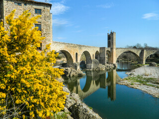 Fototapeta na wymiar River running under a beautiful bridge next to a nice yellow tree. Wattle. Pont de Besalú, Girona, Spain.
