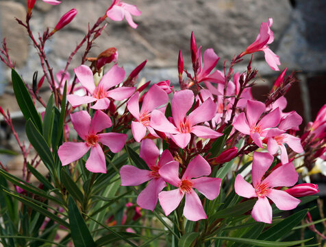 Oleander oder Rosenlorbeer (Nerium oleander). Ein Bush mit Bl&uuml;tezeit Rosa- bis Violettt&ouml;nen, Bl&uuml;tenkronbl&auml;tter sind trichterf&ouml;rmig auf Dunkelgr&uuml;n lanzettliches und zugespitztes Laub
