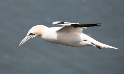 Northern Gannet