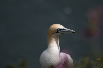 Northern Gannet