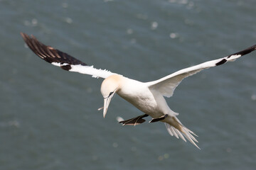 Northern Gannet