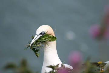 Northern Gannet