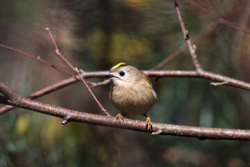 Goldcrest bird sitting on a twig, Regulus regulus, bird with a yellow stripe on its head, smallest...