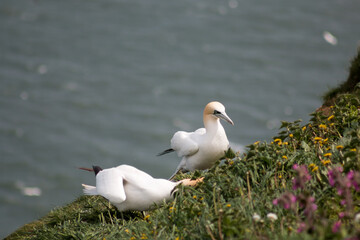 Northern Gannet