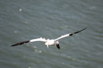 Northern Gannet