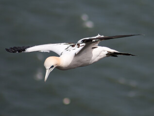 Northern Gannet