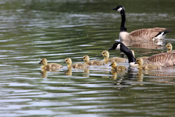 Canada geese goslings being protected by an adult, Derbyshire England
