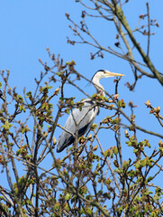 Grey Heron perched in a tree, Derbyshire England

