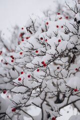 red berries in snow