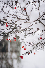 red berries in snow
