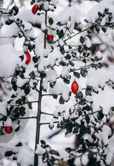 holly berries on snow