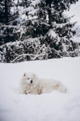 white dog in snow