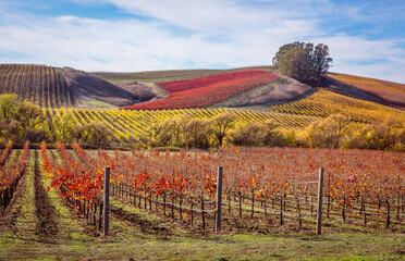 Wine country in autumn