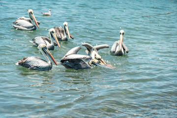 pelicans fight for food in the ocean water