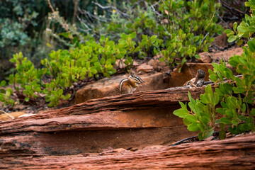 chipmunk eating nuts on red rocks