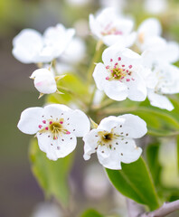 Flowers on the branches of a pear tree in spring.