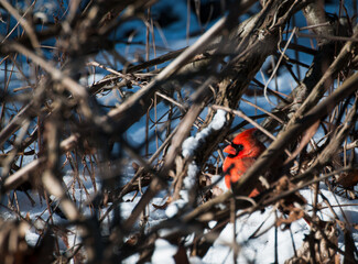 Cardinal bird watching through the branches.