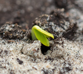 The sprout breaks through the soil in spring. Nature