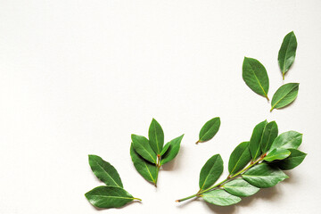A branches of fresh green laurel bay leaves on a white background. Top view. Copy space