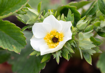 Flower on a strawberry in spring.