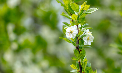 Flowers on the branches of a plum tree in spring.
