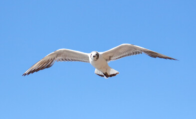 Portrait of a seagull in flight against the sky.