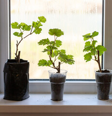 Grape seedlings on the window.