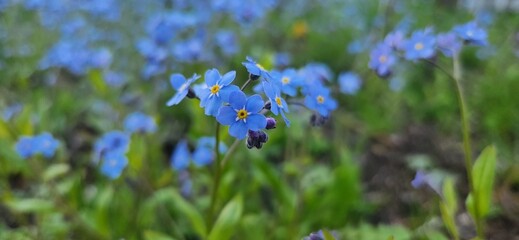 forget me not