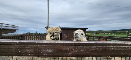 lamas at the farm © Anna