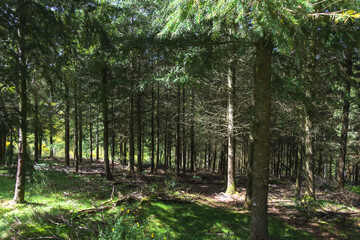 A beautiful view into the forest.