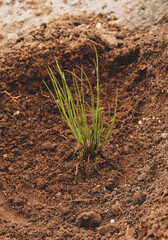 Personas reforestando, una gran acción para conservar los bosques y asegurarlos en el futuro