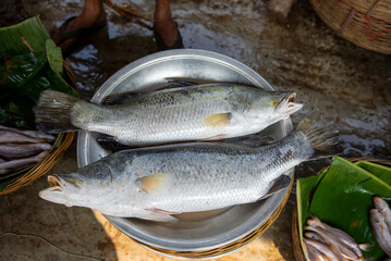 Barramundi fish