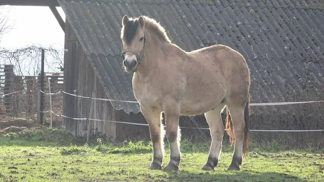 fjord horse on grass with sun behind