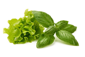 Basil leaves, isolated on white background.