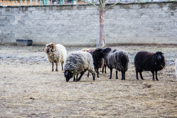 Dirty sheep in a paddock among dry grass