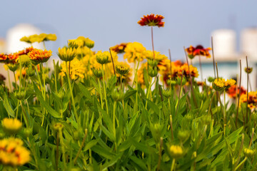 Close up image of yellow and dark red sun flowers with dense green leaves